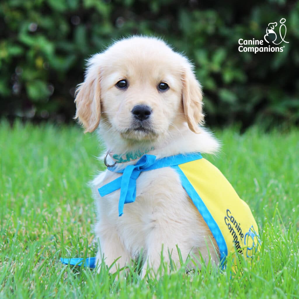 a Labrador and Golden Retriever cross puppy sitting on a grassy area wearing a yellow and blue cape; logo that reads Canine Companions on the upper-right-hand corner.