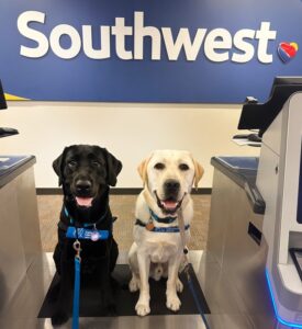 Saint Francis Service Dogs Summer 2022 Newsletter by