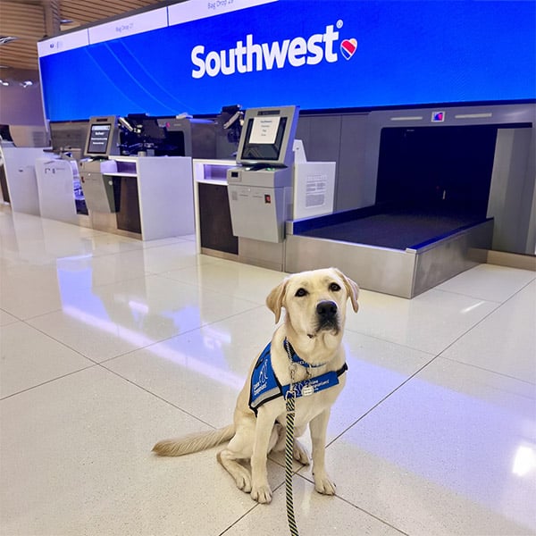 a yellow lab service dog sitting in front of the Southwest airlines check in gate