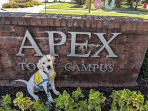 Photo of a blonde dog, Apex, in front of an Apex Campus sign