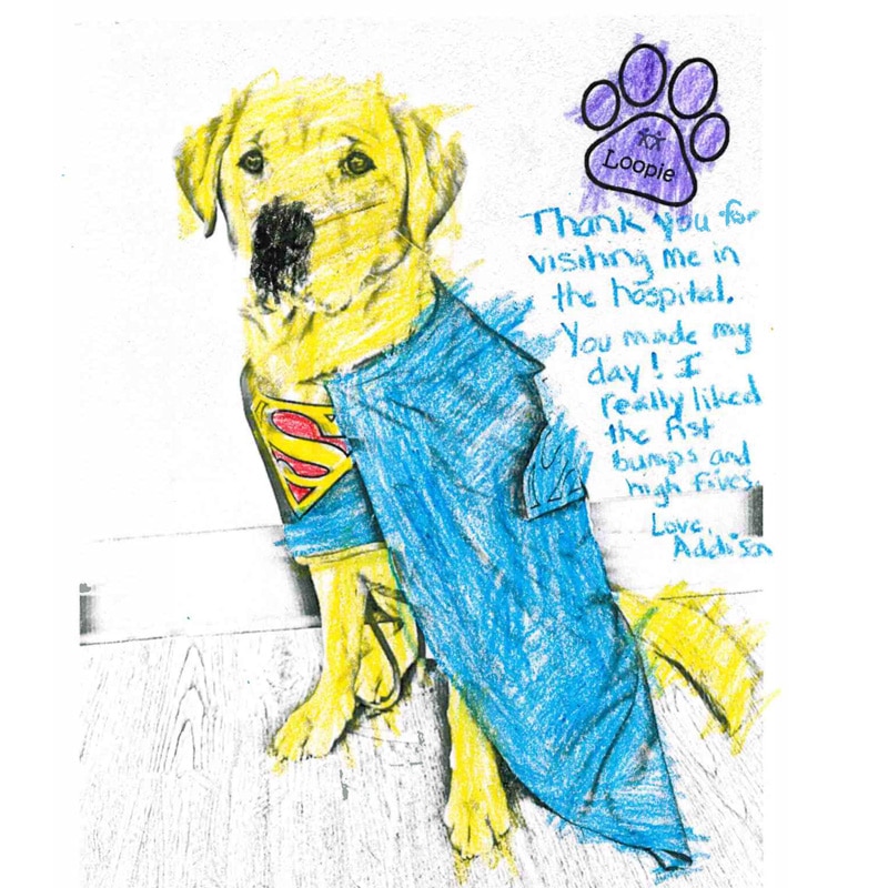A colored drawing of a yellow lab in a superman cape with some childrens writing next to it