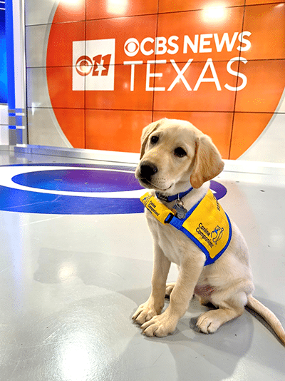 A yellow Labrador/Golden Retriever cross puppy wearing a yellow vest sitting in front of CBS News Texas sign at studio