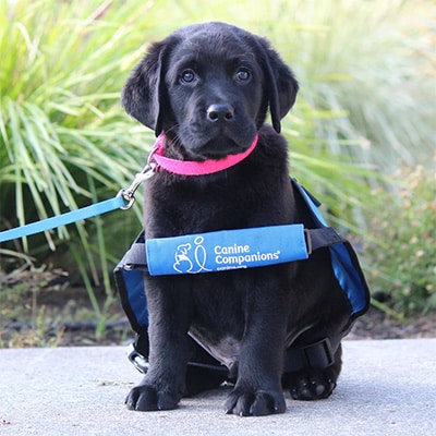 a Labrador puppy sitting on a pavement outside, wearing a blue vest and a leash