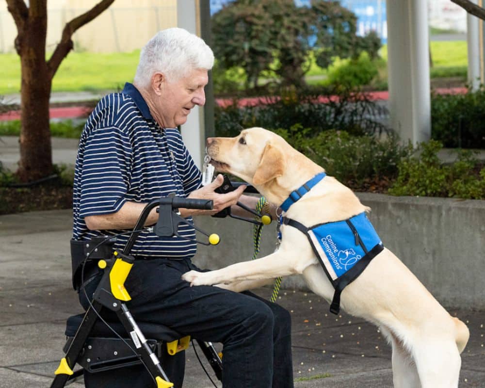 a man sitting on a walker while his yellow lab service dog hands him a pair of keys