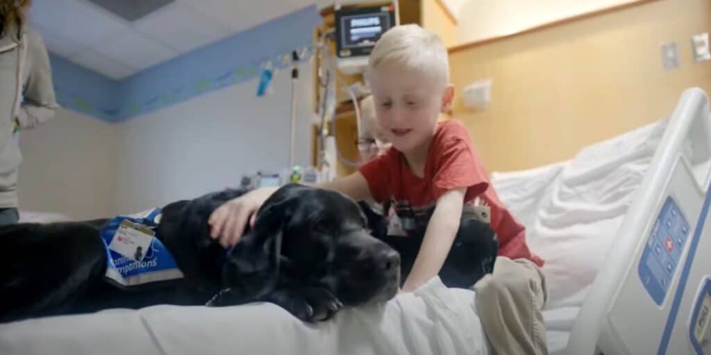 a boy sitting on a hospital bed petting a Labrador laying in front of him, wearing a blue vest