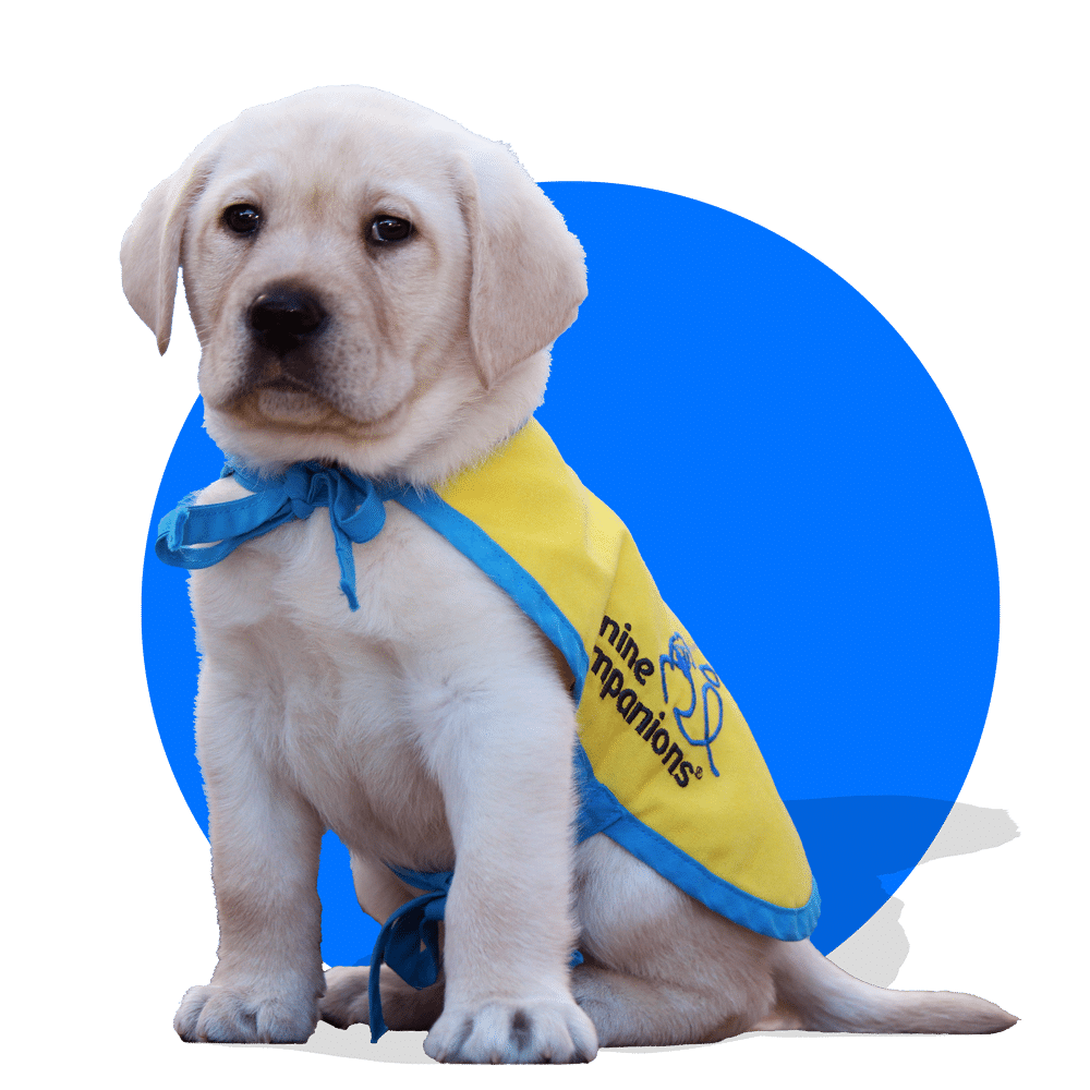 blue circle with a yellow lab puppy