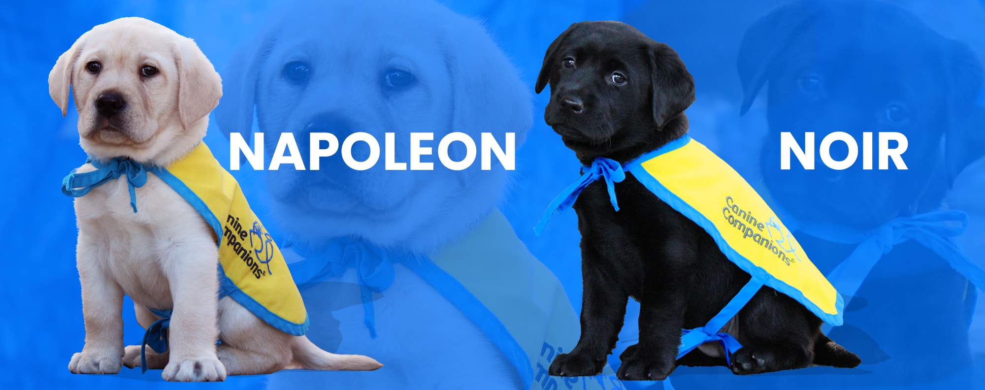 banner with two puppies and text that says napoleon and noir