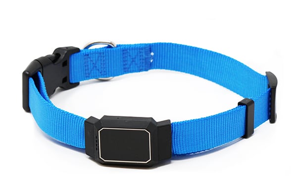 Dog Collar with the CanineAlertTM device