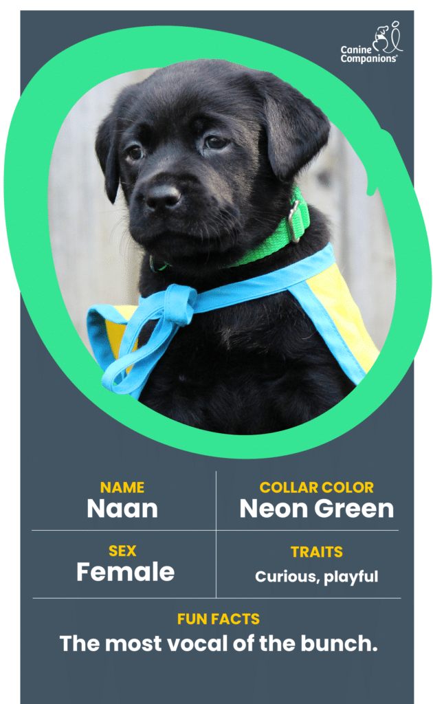infographic about puppy Naan, a black lab puppy