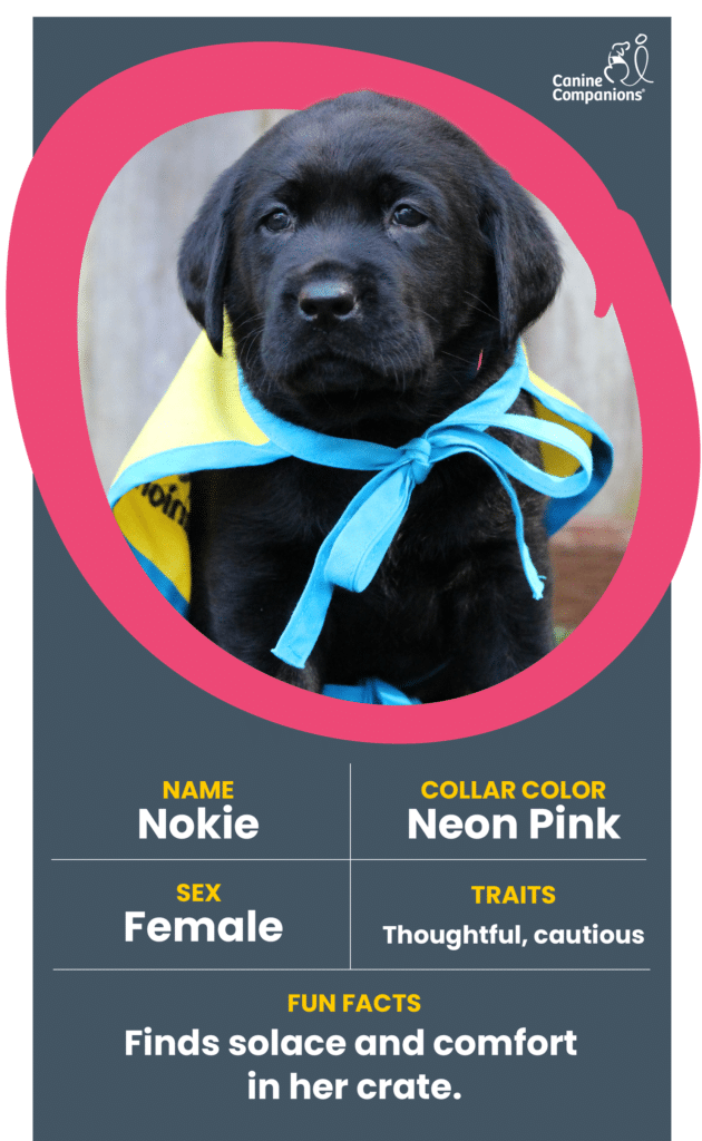 infographic about puppy Nokie, a black lab puppy