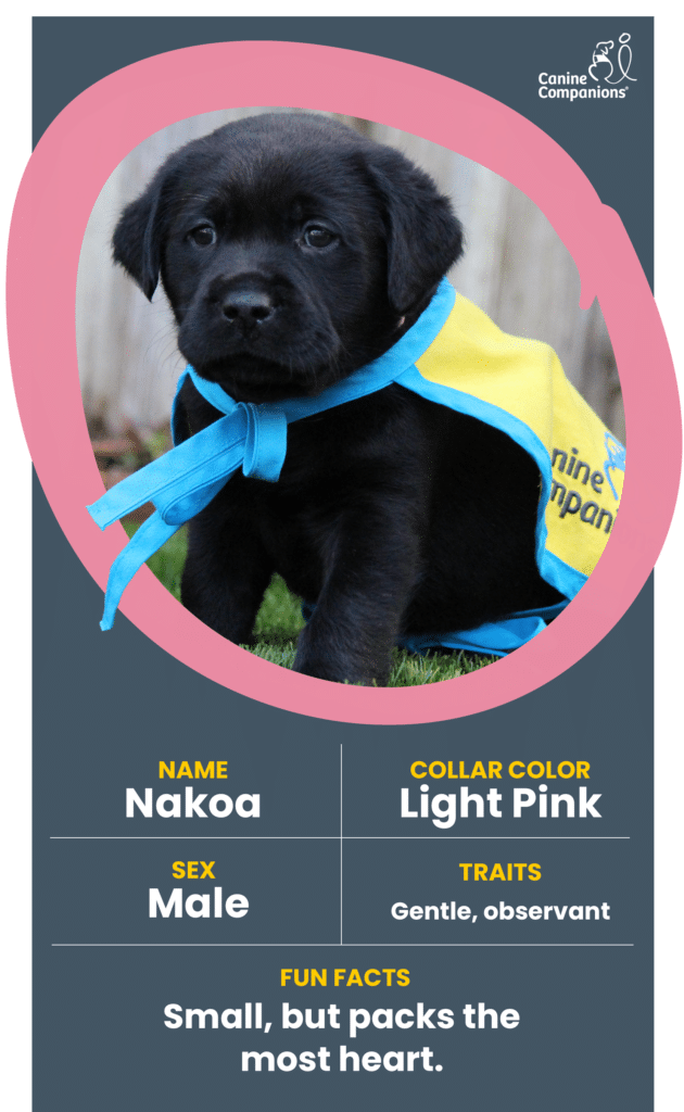 infographic about puppy Nakoa, a black lab puppy