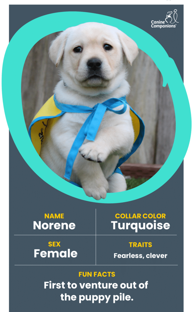 infographic about puppy Norene, a yellow lab puppy