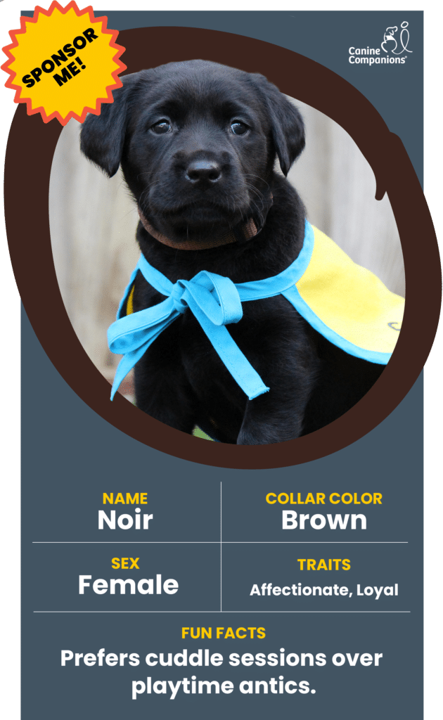 infographic about puppy Noir, a black lab puppy