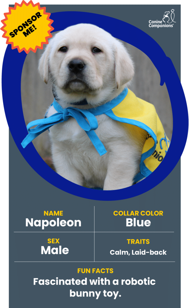 infographic about puppy Napoleon , a yellow lab puppy