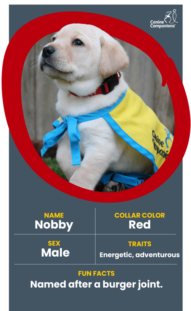 infographic about puppy Nobby , a yellow lab puppy