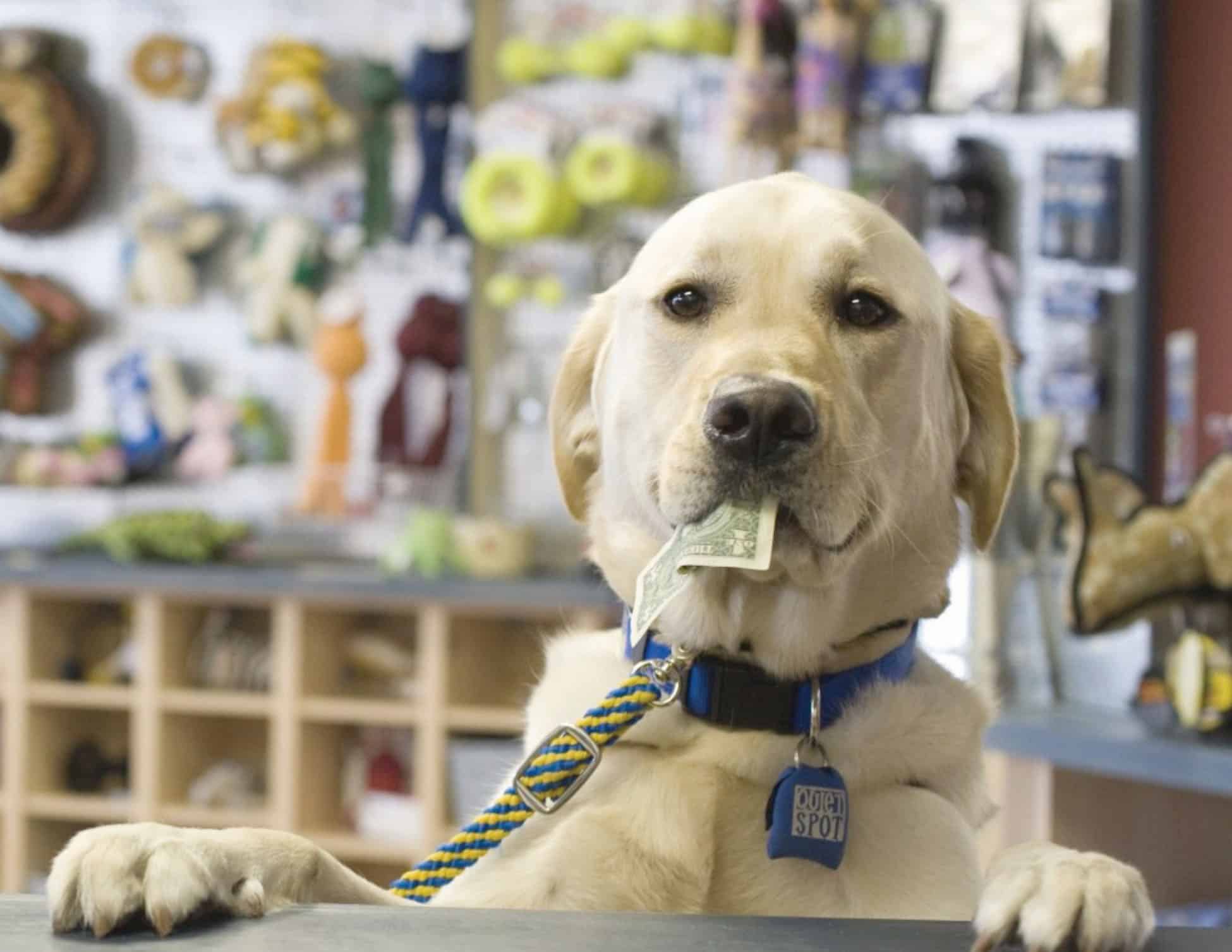 Dog at a counter holding a dollar bill in its mouth