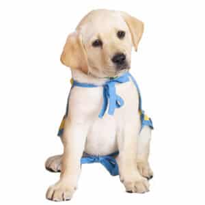 one Labrador puppy wearing a yellow and blue cape sitting