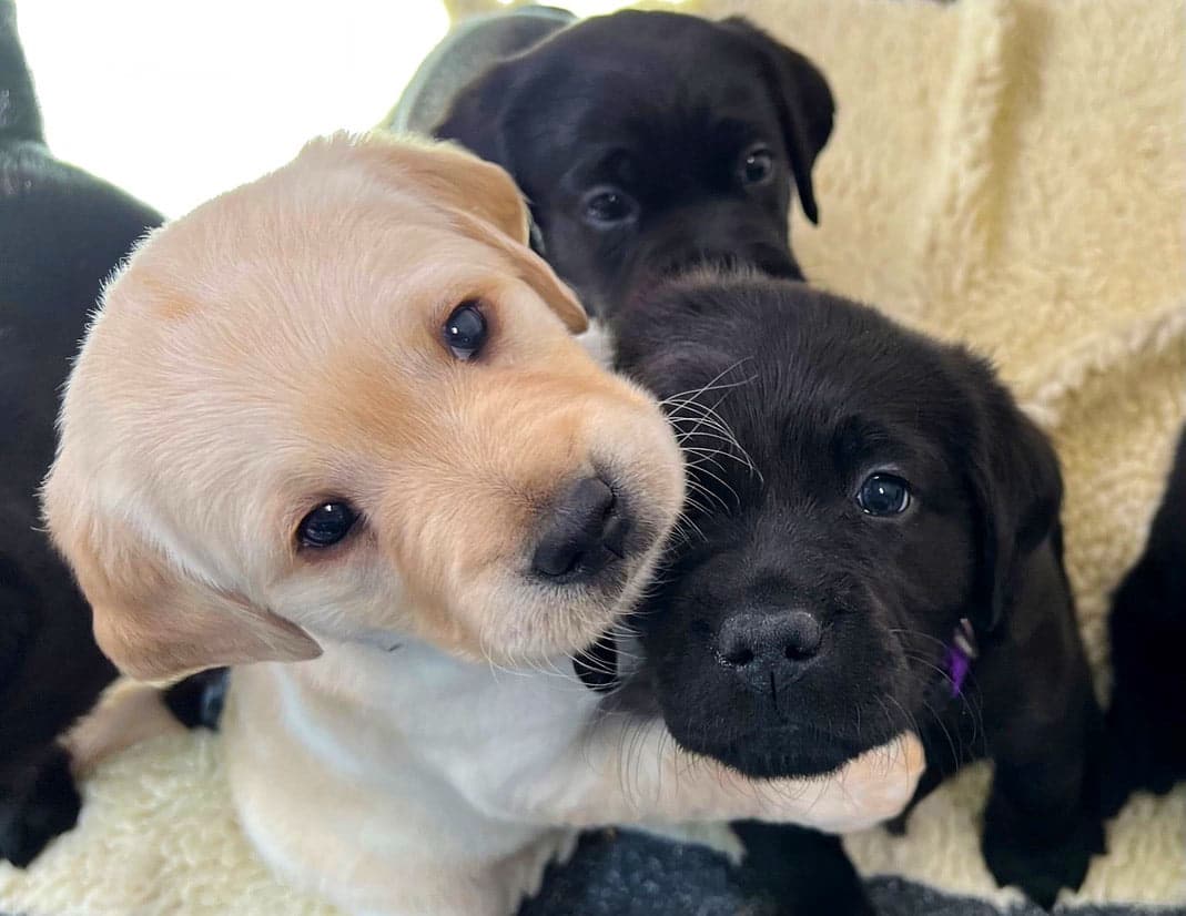 black and yellow lab puppies looking up at the camera