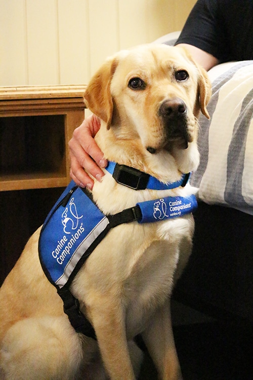 A yellow lab service dog wearing the CanineAlertTM collar looking at someone on a bed