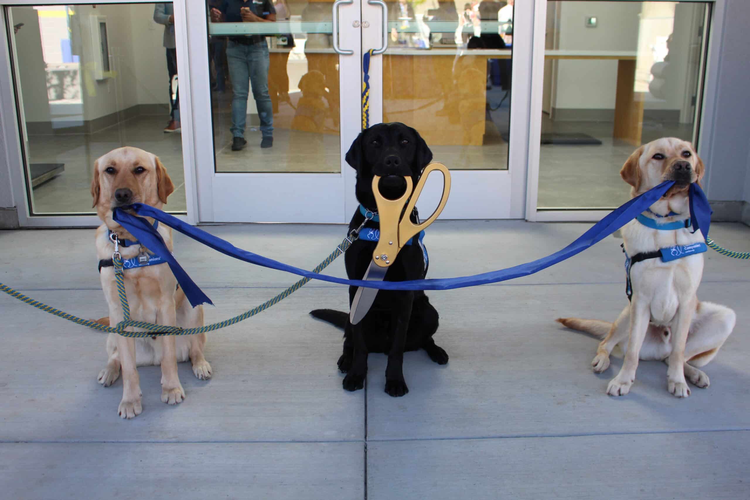 two yellow service dogs sit with a blue ribbon in their mouths. A black service dog with gold scissors in his mouth sits between them.
