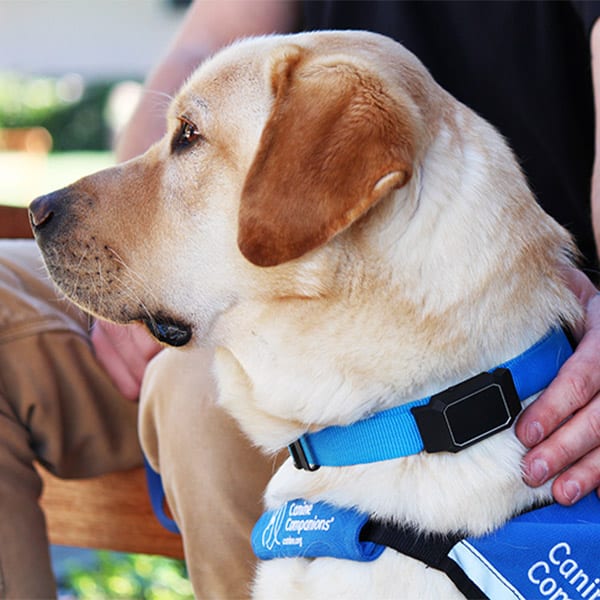 A yellow lab service dog wearing the canine alert device