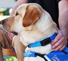 a yellow lab service dog with a device collar and a blue service vest