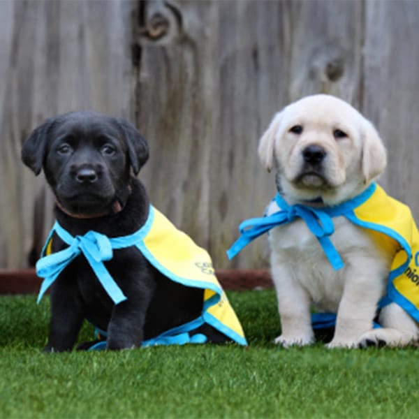 two lab puppies in yellow puppy capes