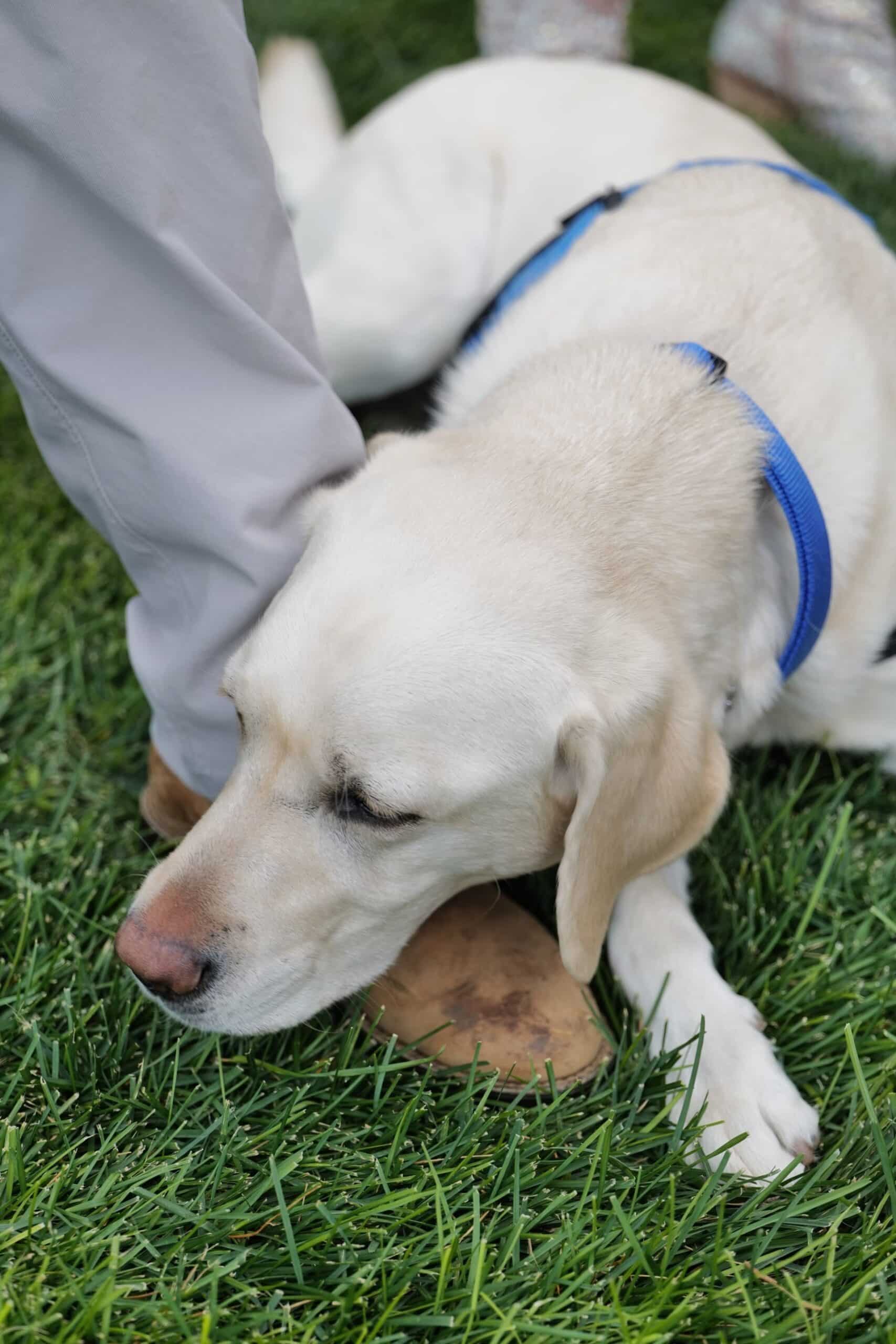 a yellow lab in a blue service vest laying in the grass