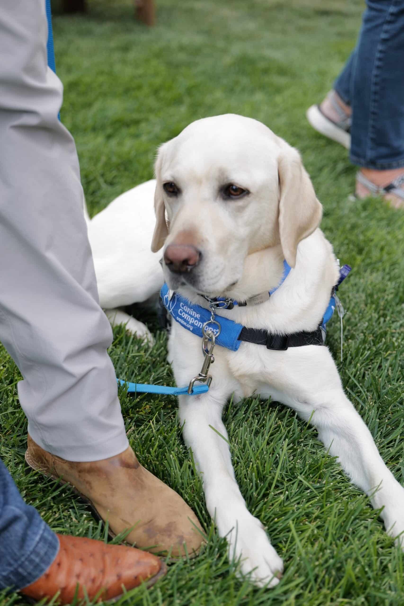 a yellow lab in a blue service vest laying in the grass