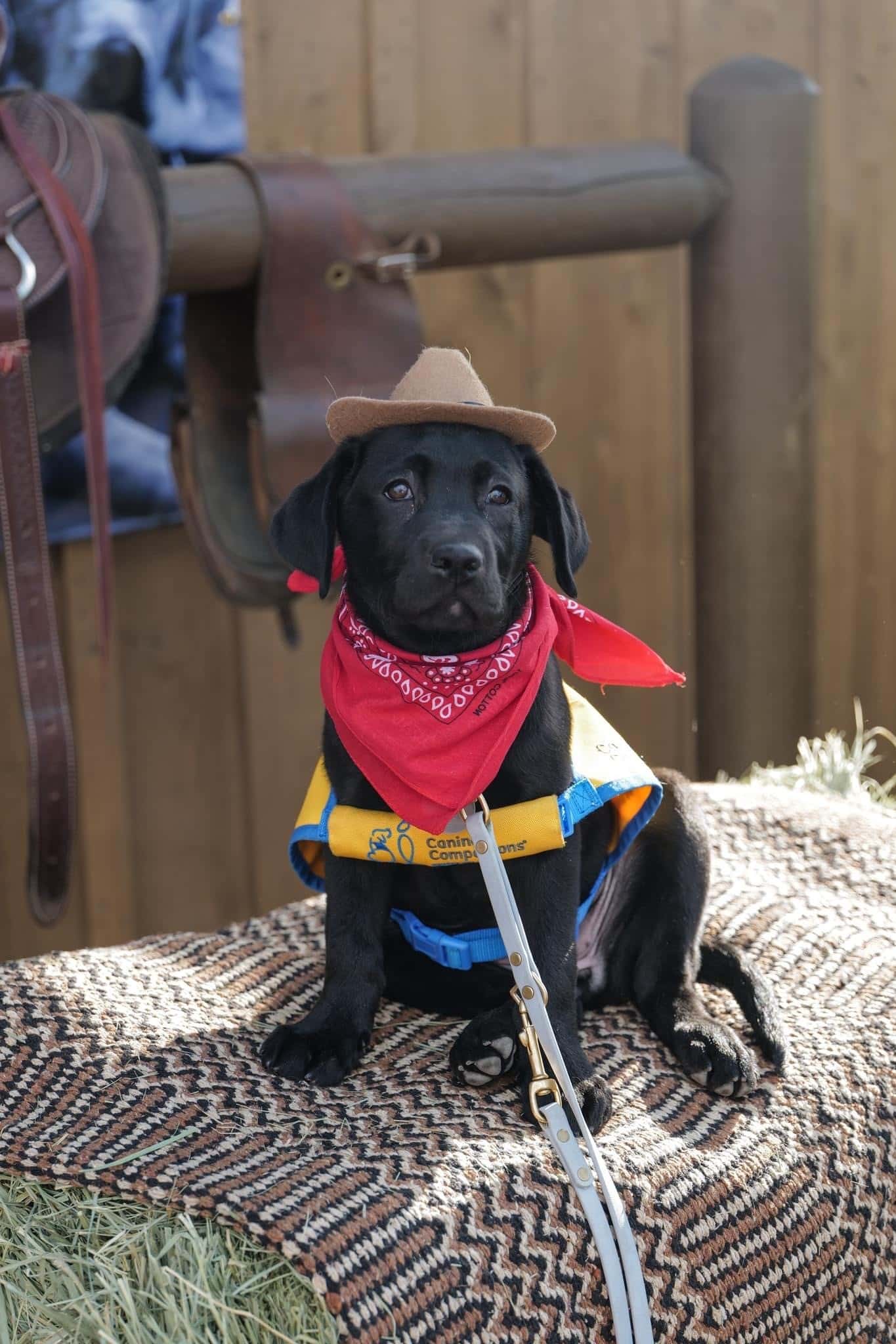 a black lab puppy in a bandana and cowboy hat wearing a yellow canine companions puppy vest