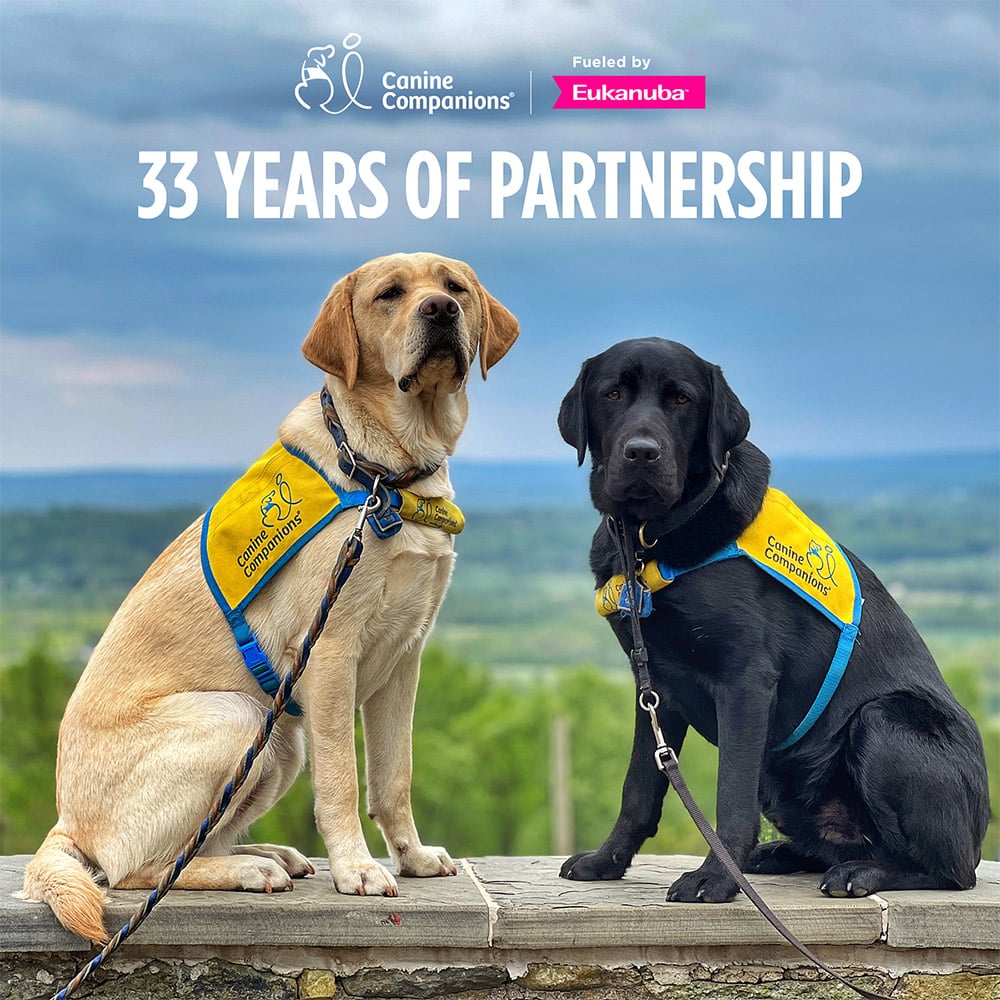 Two service dogs, a yellow Labrador and a black Labrador, wearing blue and yellow vests, sitting against a cloudy sky backdrop. The text above reads '33 Years of Partnership', with logos of Canine Companions and Eukanuba at the top.