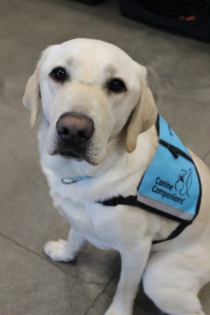 Yellow Labrador Retriever wearing a blue vest labeled "Canine Companions."