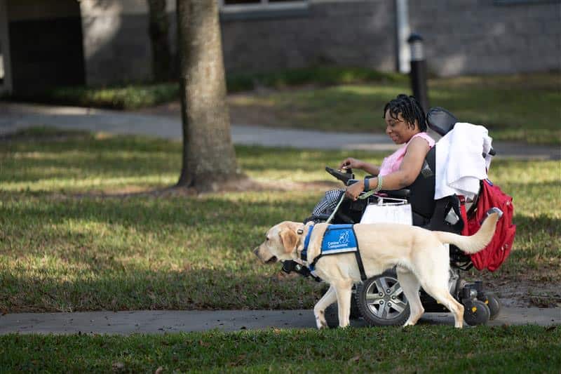 A person in a motorized wheelchair being guided by a yellow Labrador Retriever wearing a blue service dog vest, walking on a sidewalk in a park.