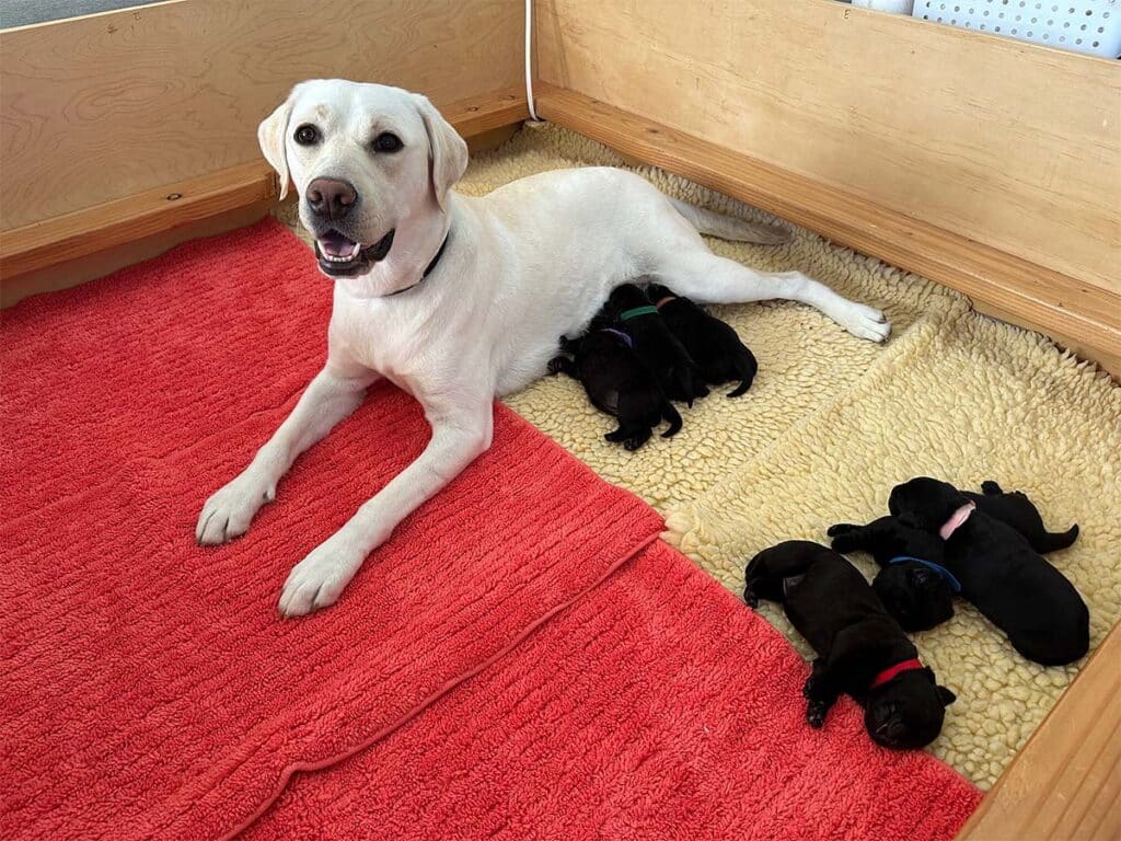 a yellow lab mother dog with her litter of black lab puppies