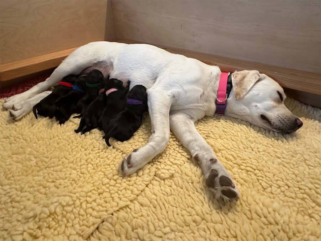 a litter of black lab puppies nursing with a yellow lab mom
