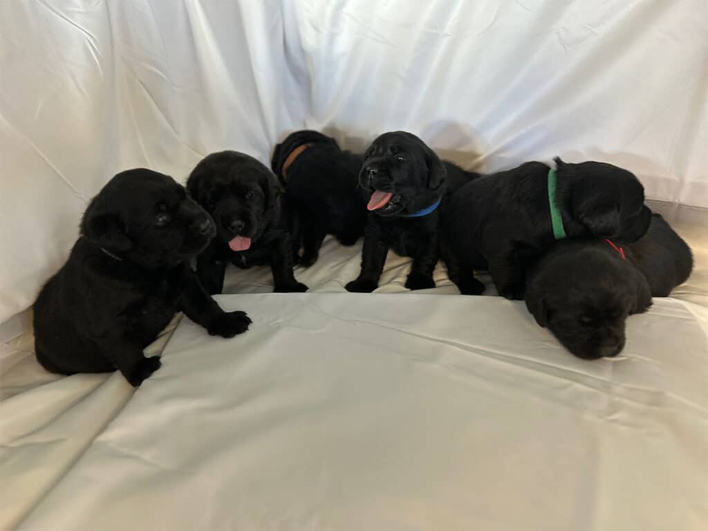 a litter of 5 week old black lab puppies