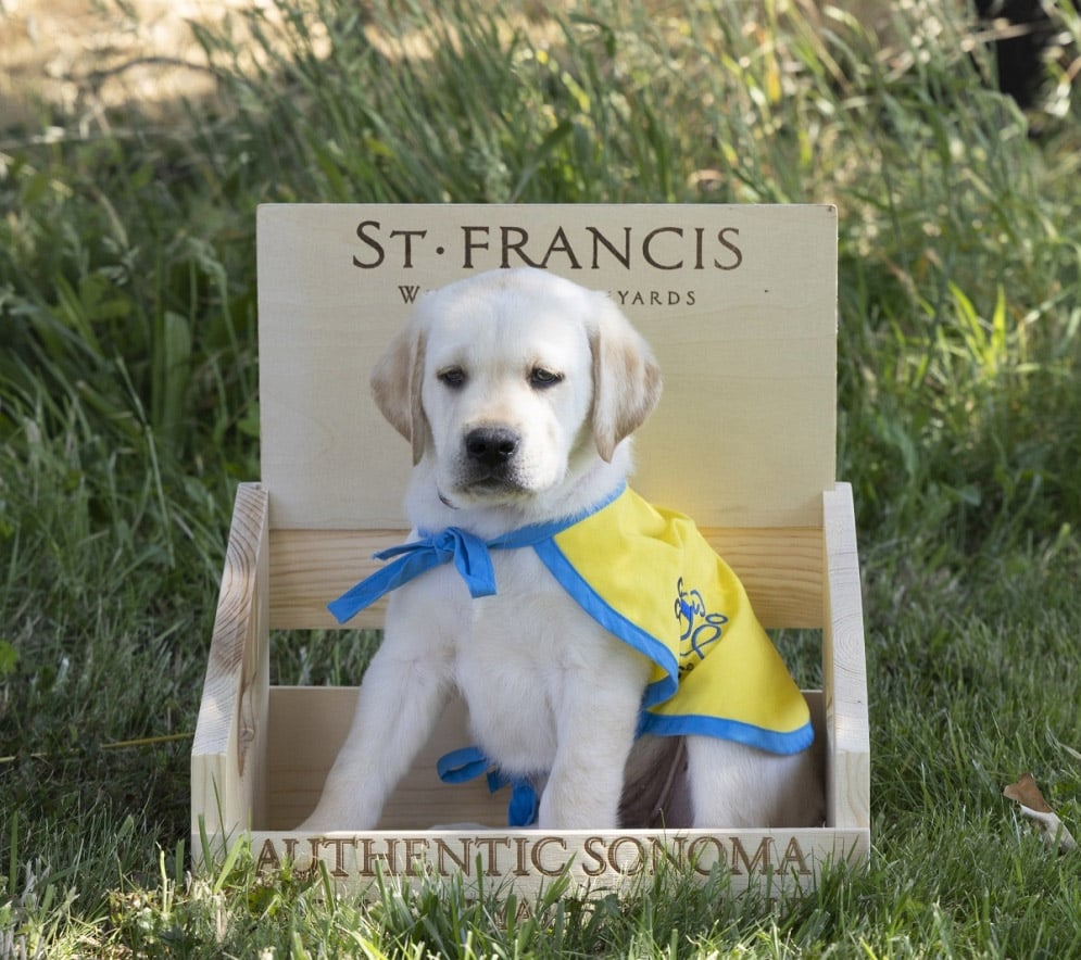 a yellow lab puppy in a wooden crate labeled St Francis