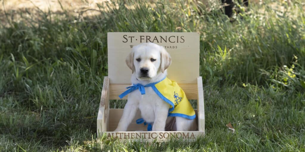 a yellow lab puppy in a wooden crate labeled St Francis