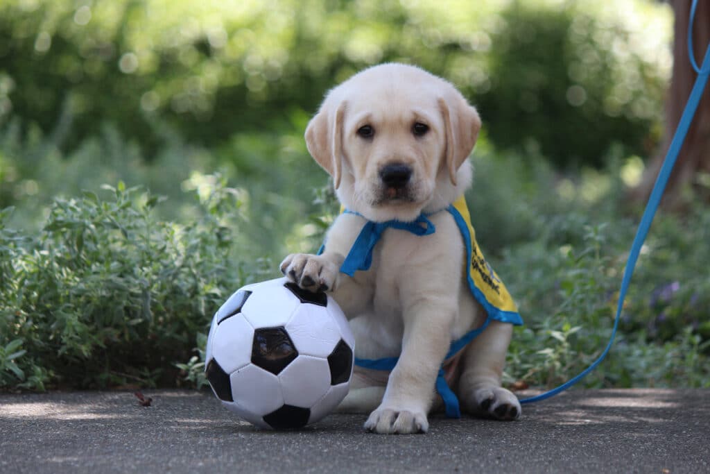 Yellow lab puppy with paw on a soccer ball.