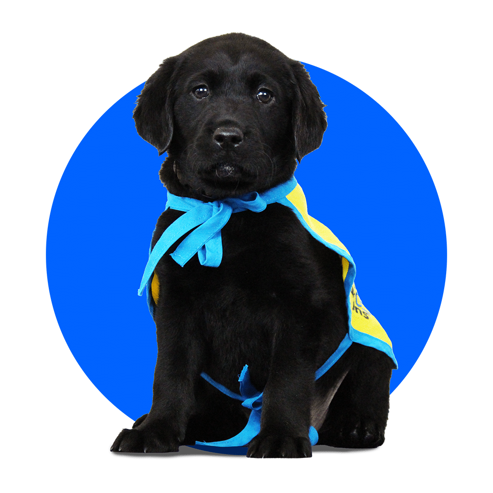 Black lab puppy in a yellow Canine Companions puppy cape against a blue circle