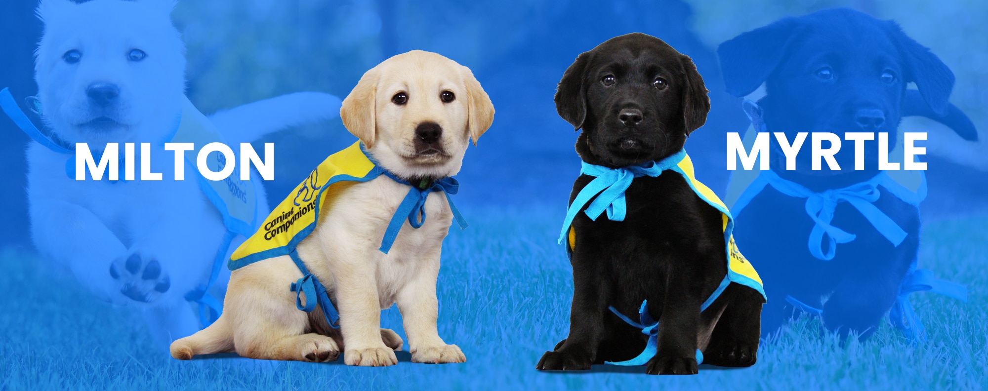 Two lab puppies on a blue background wearing yellow canine companions puppy capes with the names Milton and Myrtle next to them