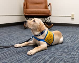 A Labrador Retriever puppy wearing a yellow service dog vest lies on a blue carpeted floor.