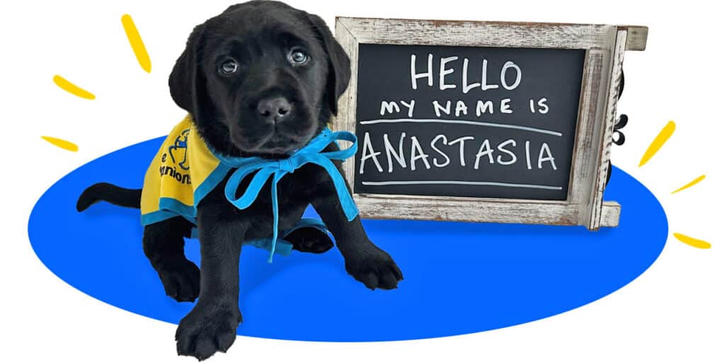 a black lab puppy in a yellow puppy cape with a chalkboard that says Hello my name is Anastasia