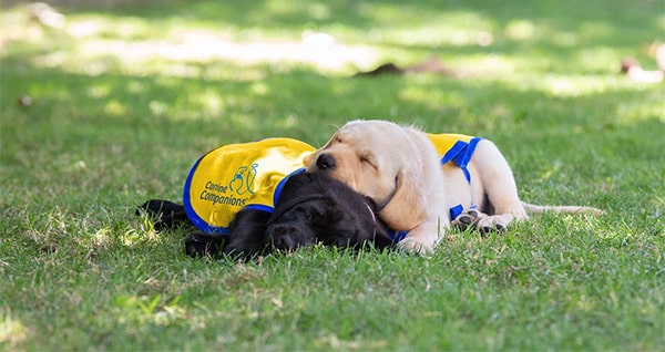 Two puppies wearing yellow vests with blue trim cuddle on green grass.