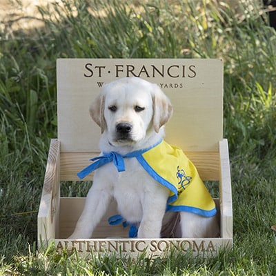 A yellow Labrador Retriever puppy wearing a yellow and blue Canine Companions vest, sitting in a wooden box labeled 'St. Francis Winery & Vineyards' on a grassy lawn.