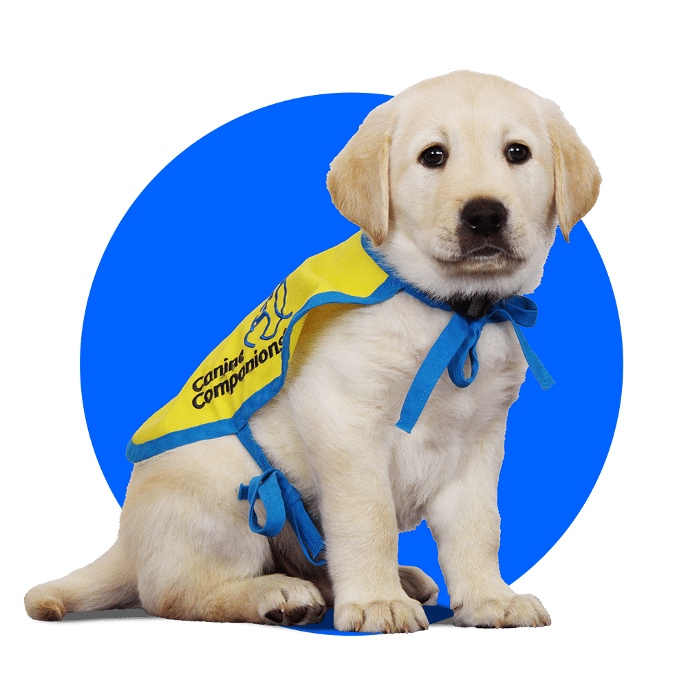 Yellow lab puppy in a yellow Canine Companions puppy cape against a blue circle