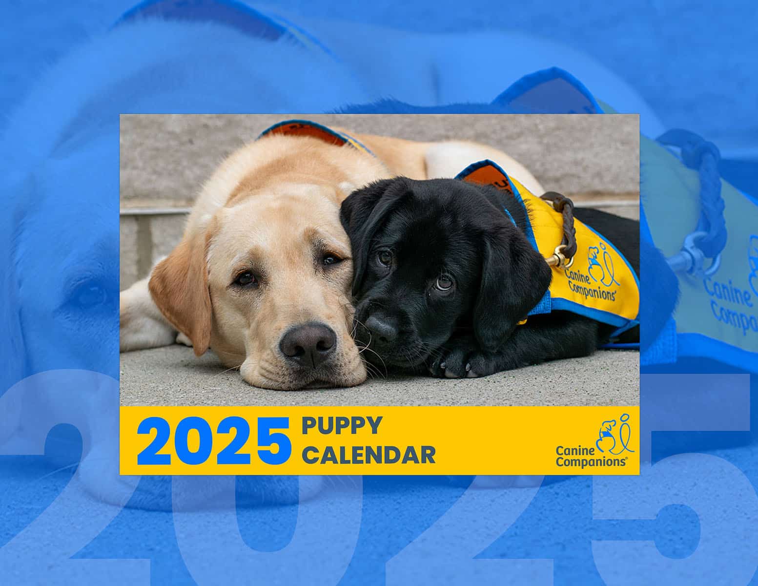2025 Puppy Calendar cover featuring an adult yellow Labrador retriever and a black Labrador puppy, both wearing Canine Companions vests, lying together.