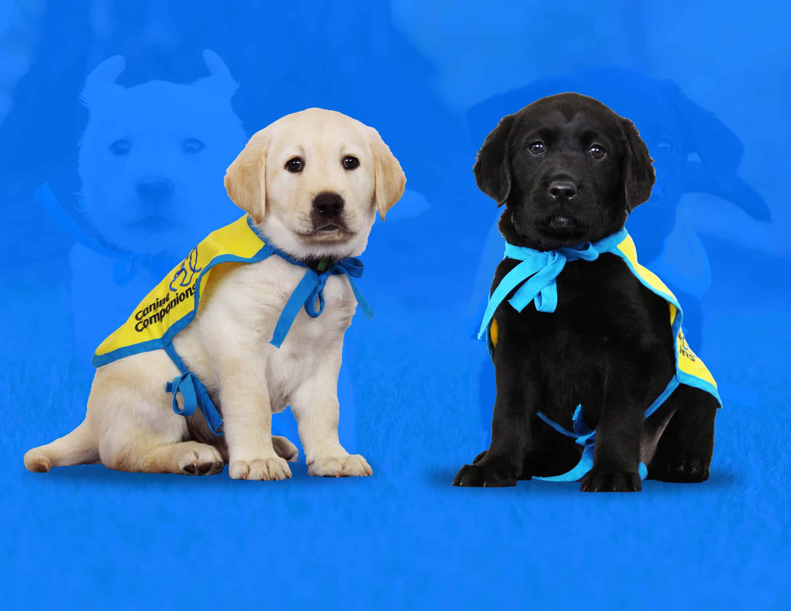 two lab puppies in yellow puppy capes on a blue background