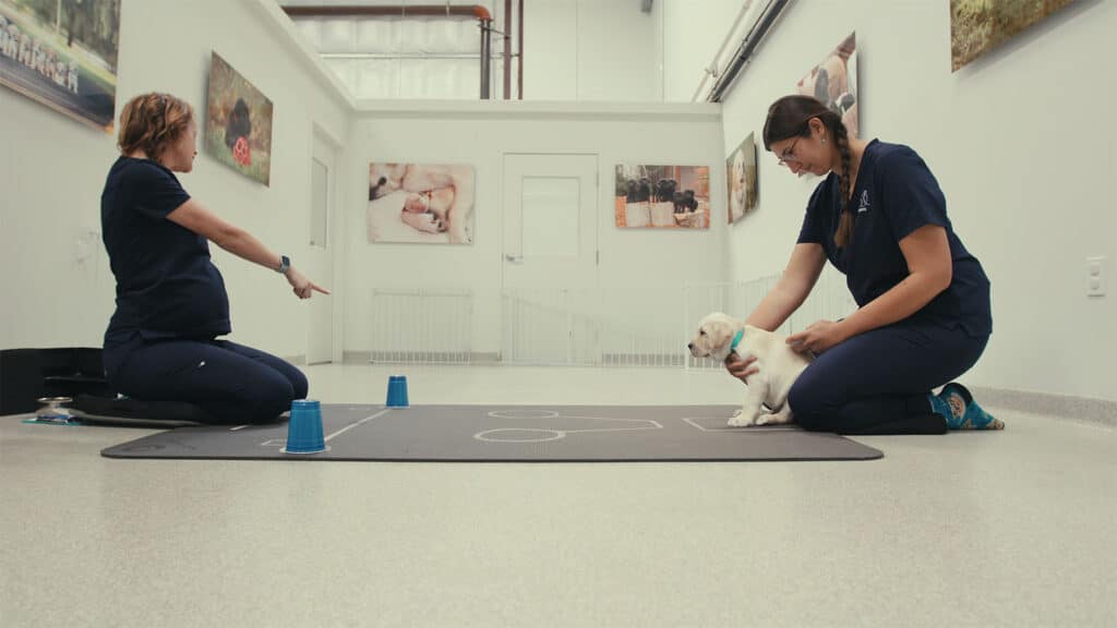 Two people training a small white puppy indoors, with one person pointing and the other holding the puppy.