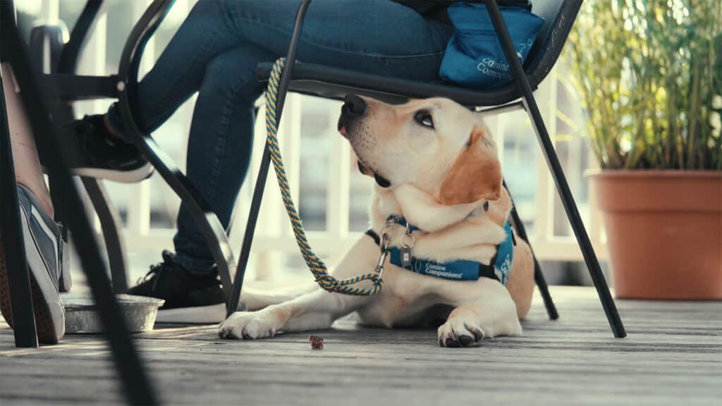 Service dog sitting under a chair, wearing a blue Canine Companions vest.